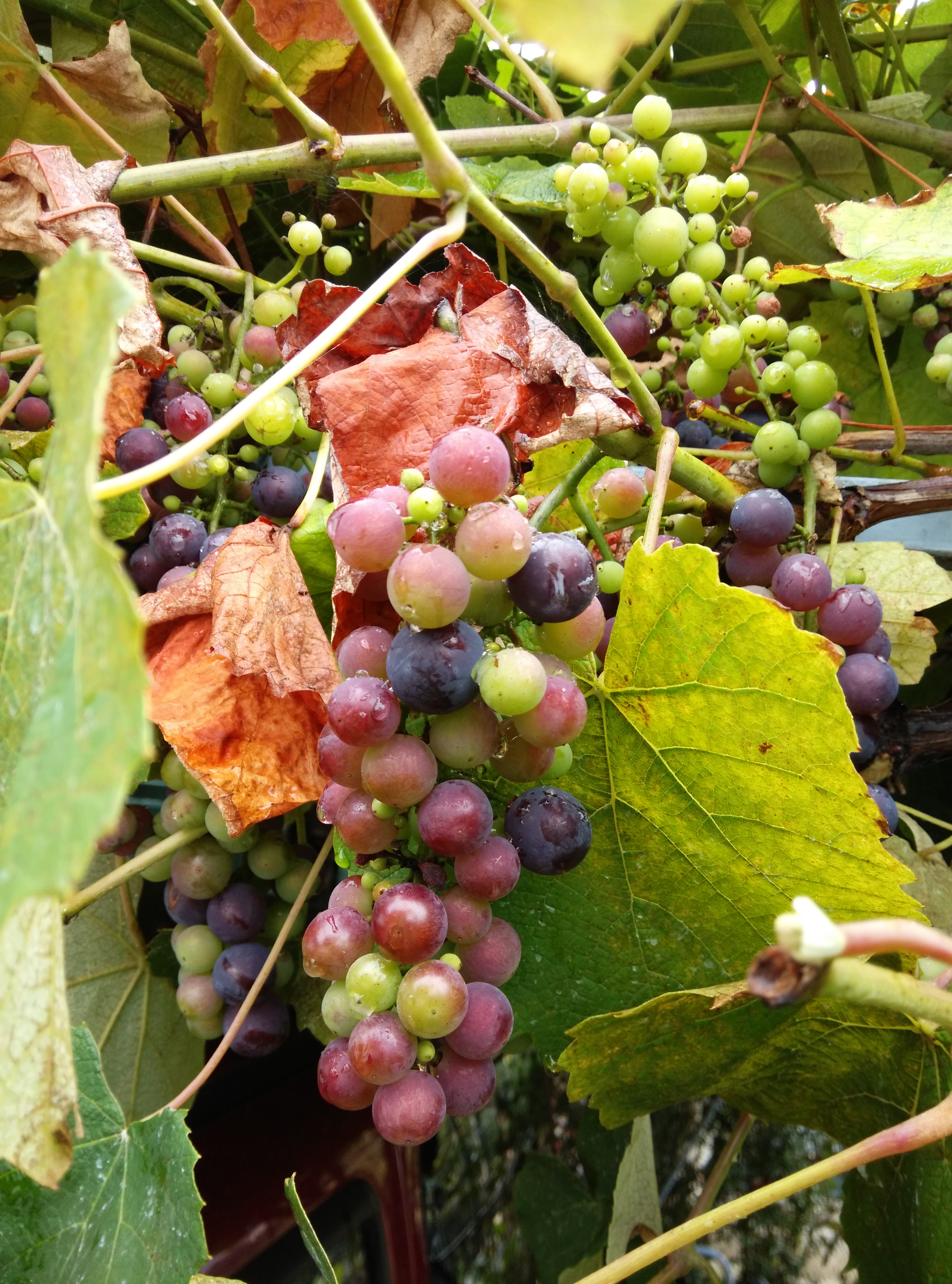 envero - variedades tintas de uva